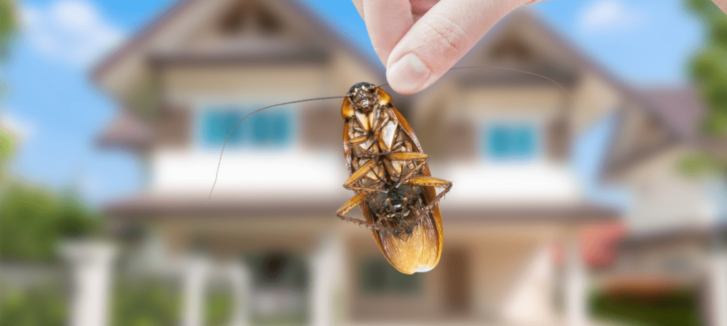Should you call professional pest control in Louisiana? Find out here!
