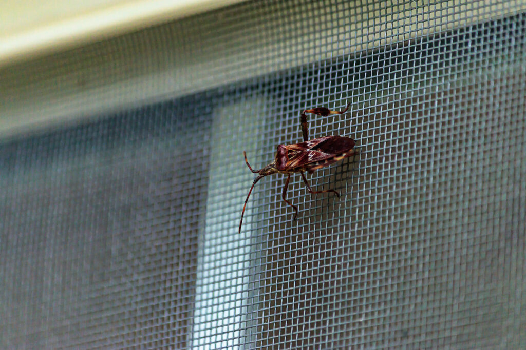 How Do Pests Enter Your House?